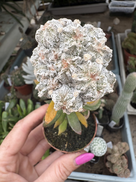 Astrophytum myriostigma 'Rampou'
