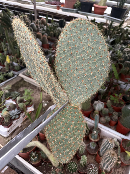 Opuntia scherii