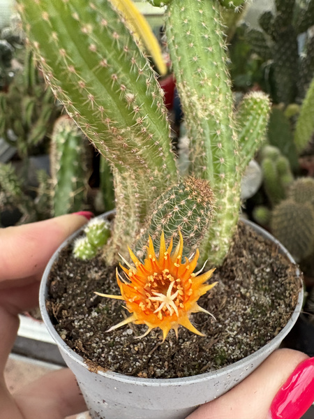 Chamaelobivia 'Lincoln Frills'