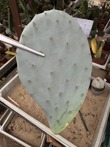 Opuntia robusta v.gigantea