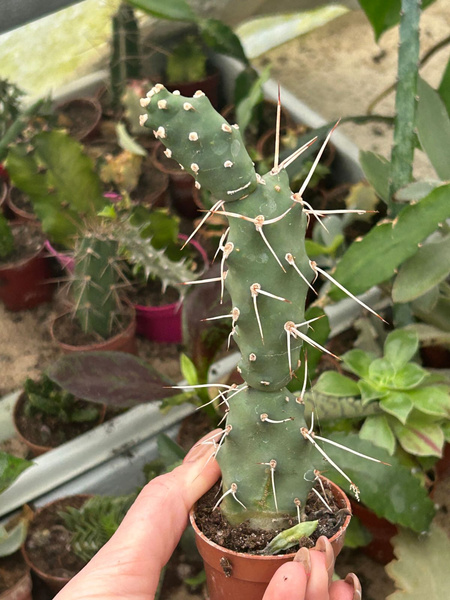 Opuntia sulphurea