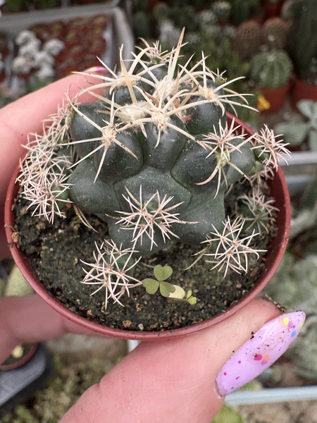 Coryphantha andreae