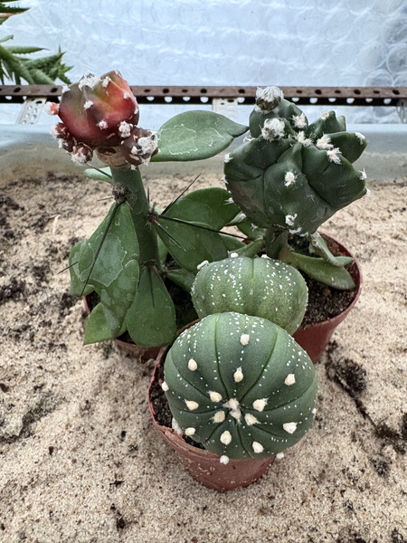 Set of 3 different Astrophytum MUTANTS
