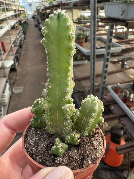 Cereus peruvianus 'Paolina Coral Monstruosa'