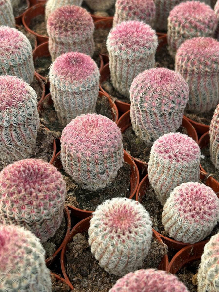 Echinocereus pectinatus v. rigidissimus