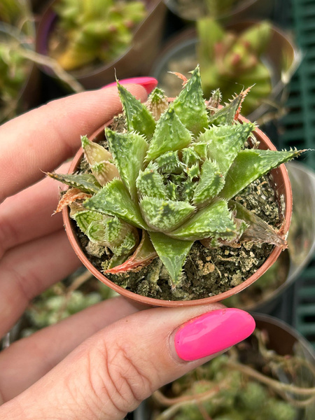 HAWORTHIA GUTTATA