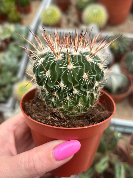 Stenocactus zacatecasensis