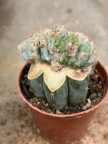 Pilosocereus palmerii 'Cristata'