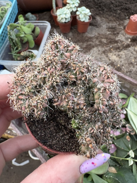 Myrtillocactus geometrizans 'Monstrosa'