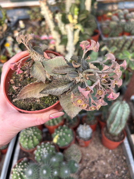 Euphorbia francoisii var. crassicaulis