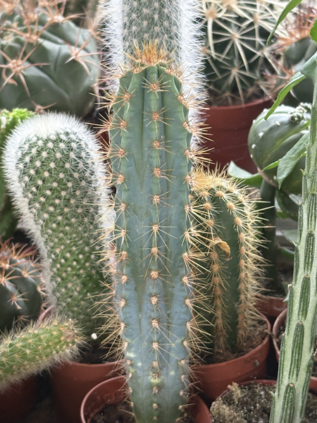Pilosocereus azureus