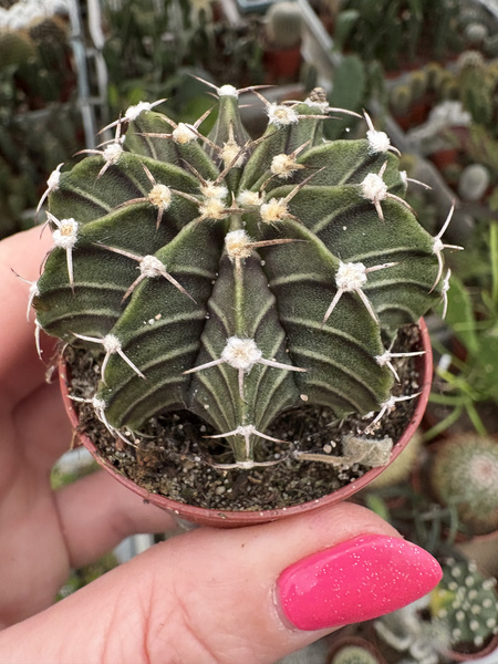 Gymnocalycium friedrichii LB 2178 Agua dulce