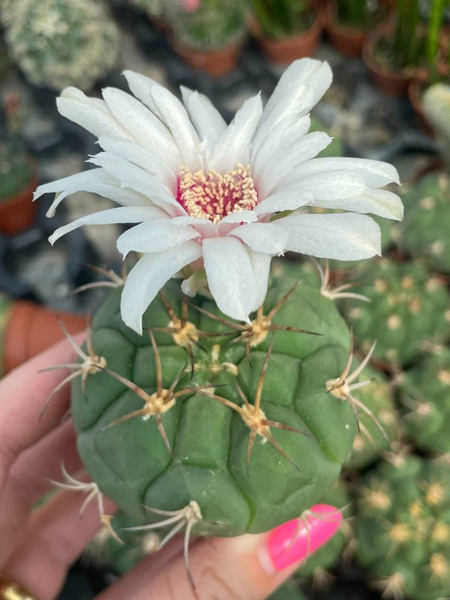 Gymnocalycium saglionis