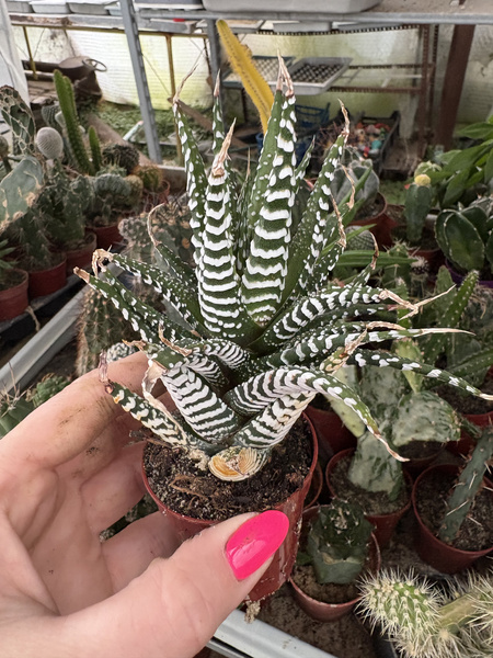 Haworthia fasciata 'Big Band'