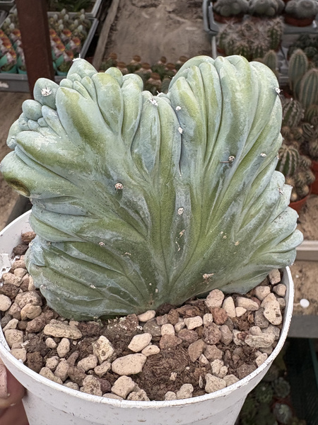 Myrtillocactus geometrizans 'Cristata'