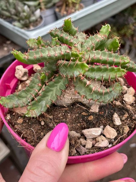 Euphorbia stellata CAUDEX