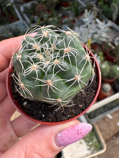 Gymnocalycium quehlianum STO 072