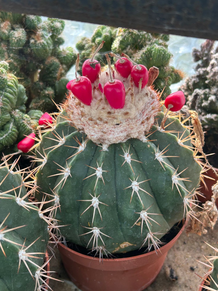 Melocactus maxonii