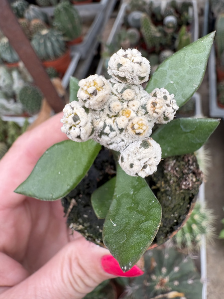 Astrophytum asterias 'Snow Marking'