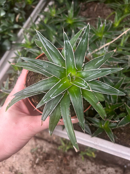 Agave victoriae-reginae