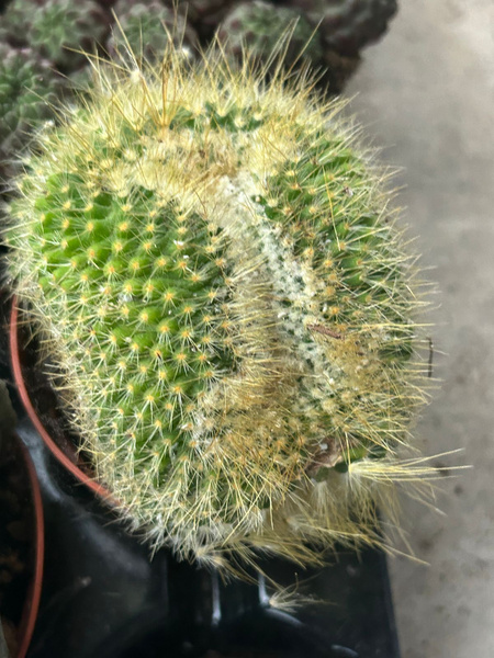 Parodia chrysacanthion 'Cristata'