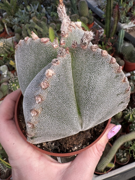 Astrophytum myriostigma 'Quadricostatum'