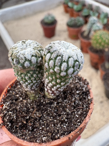 Turbinicarpus pseudopectinatus x2