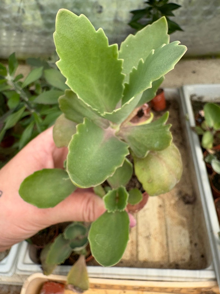 Kalanchoe macrantha