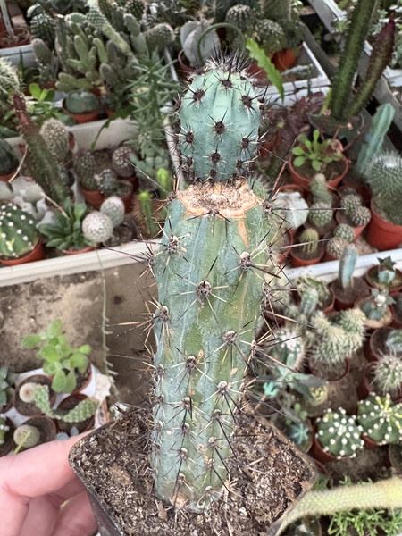 Cereus aethiops