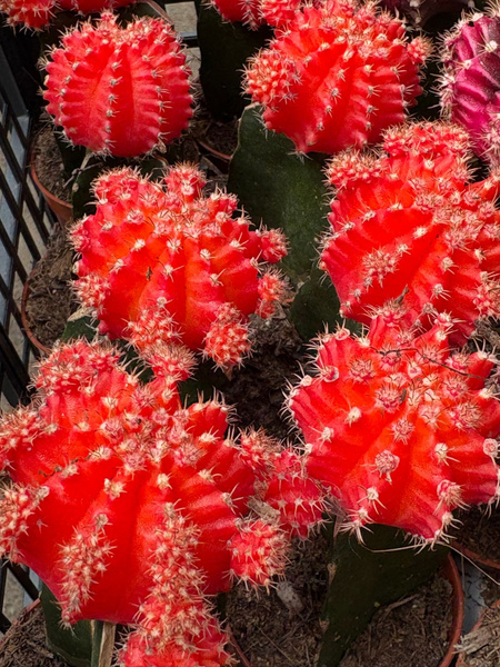 Gymnocalycium mihanovichii 'Hibotan Red'