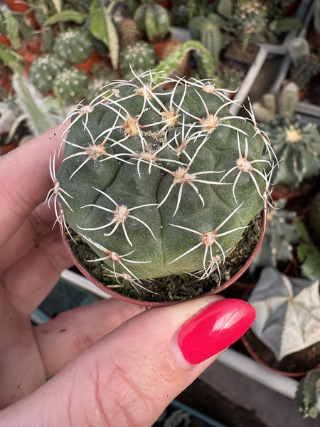 Gymnocalycium quehlianum STO 072