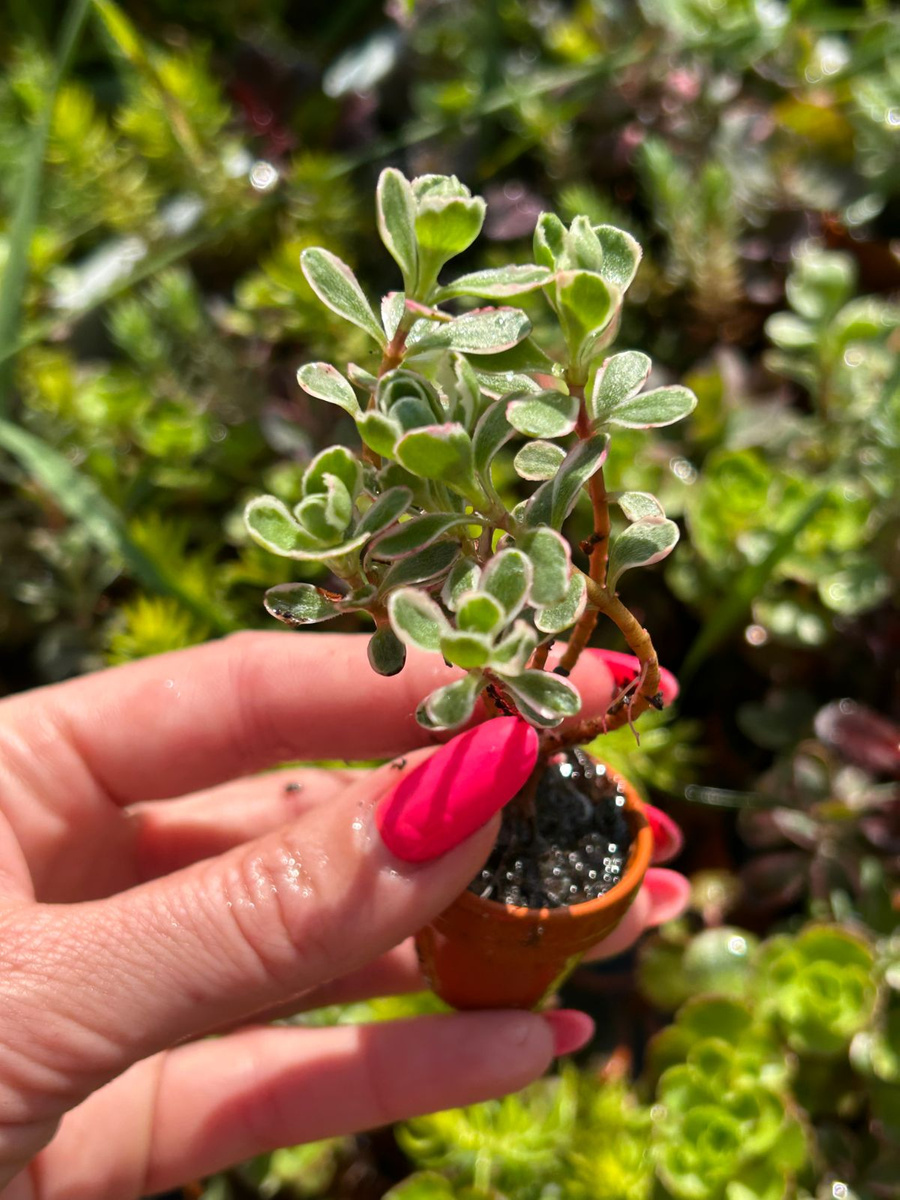Sedum spurium 'Tricolor' Succulents \ Sedum Frostresistant Kaktusy