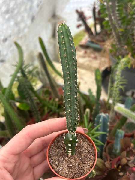 Acanthocereus tetragonus