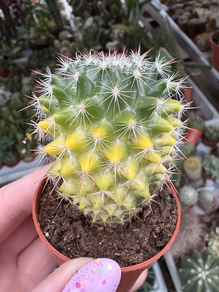 Mammillaria woodsii 'Variegata'