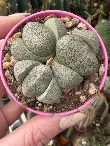 Pleiospilos nelii
