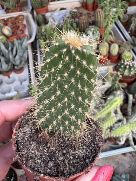 Opuntia galapageia ENDEMIT