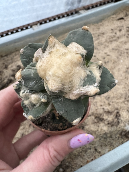 Ariocarpus furfuraceus v.rostratus