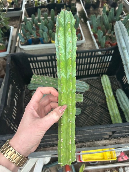 Trichocereus pachanoi SAN PEDRO