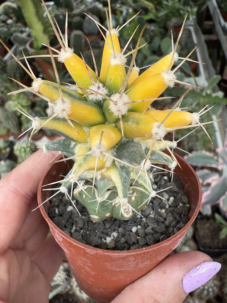 Ferobergia Leuchtenbergia x F.grusonii 'Variegata'