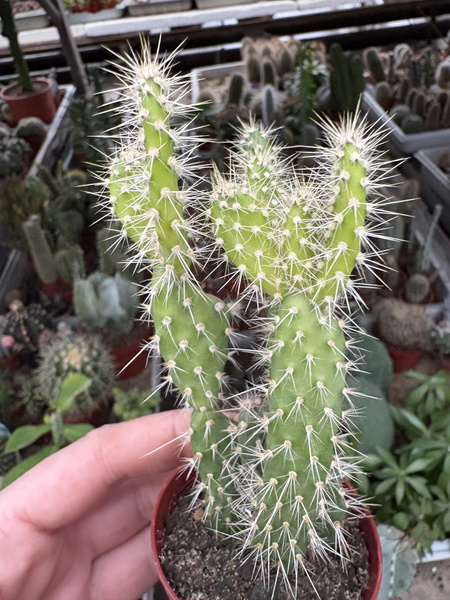 Opuntia leucotricha 'Variegata'