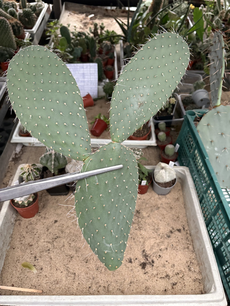 Opuntia amyclaea