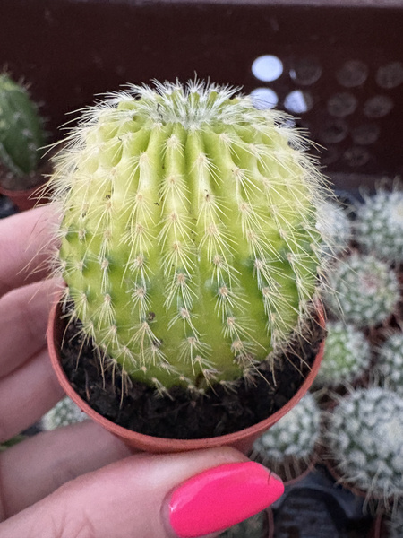 Eriocactus leninghausii 'Variegata'