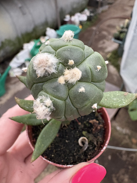 Astrophytum asterias 'Turtle'