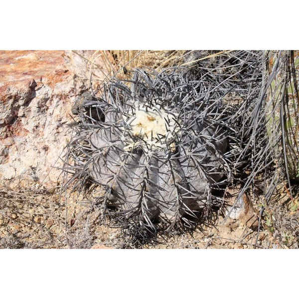 20 nasion Copiapoa griseoviolacea ORIGINAL Cerra Peralen