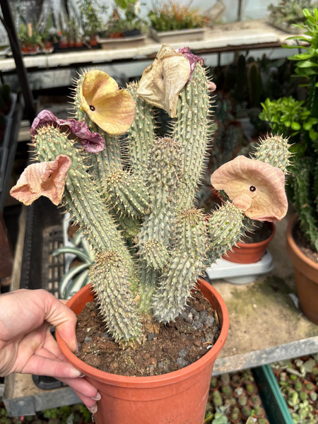 Hoodia gordonii