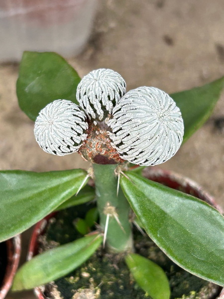 Pelecyphora asseliformis 'Polygona'