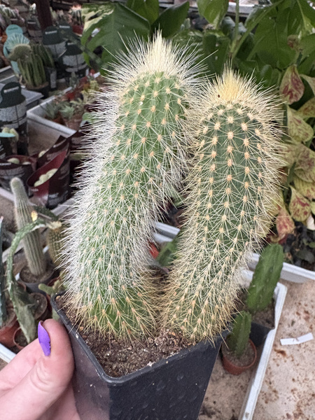 Vatricania guentheri x2