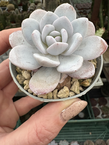 ECHEVERIA LAUII