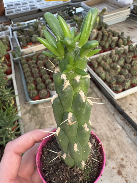Austrocylindropuntia subulata GIGANT FORM