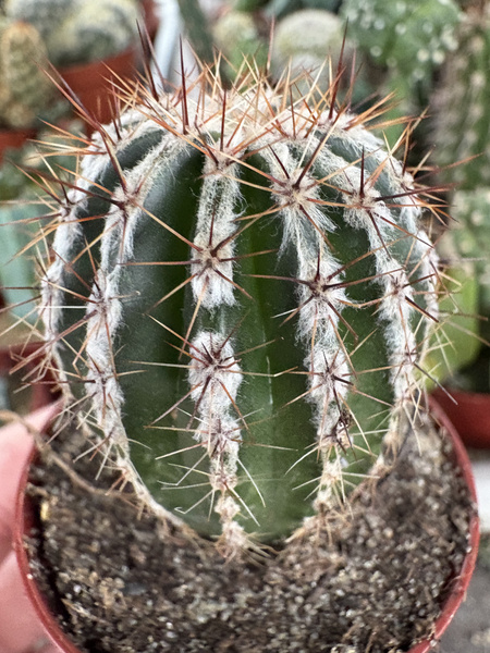 Echinopsis multiplex 'Haku Jo'